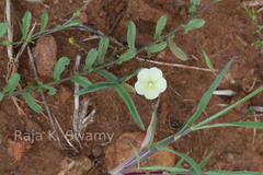 Merremia tridentata subsp. hastata